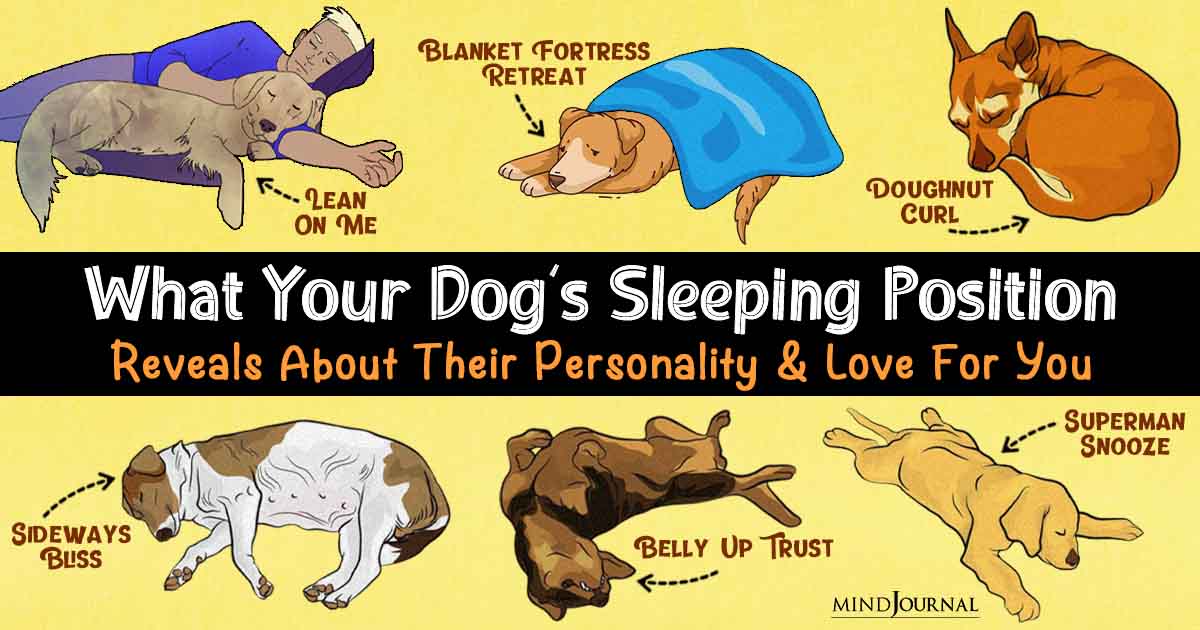 What Your Dog's Sleeping Position Means: Fun Types Quiz