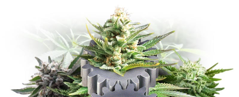 Myths About Autoflower Weed Seed
