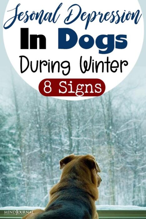 seasonal affective disorder in dogs