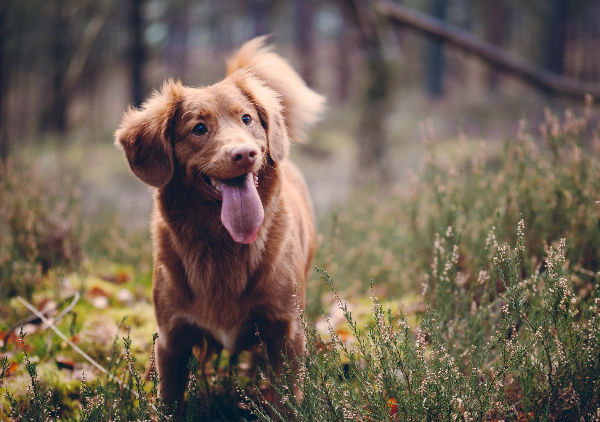 How Exercising With Your Dog Improves Your Mental Health