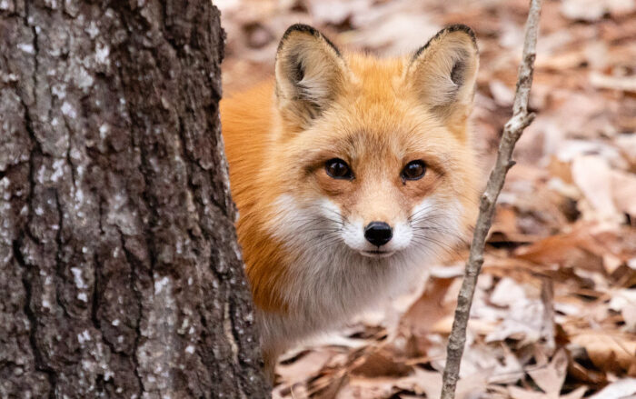 fox personality traits