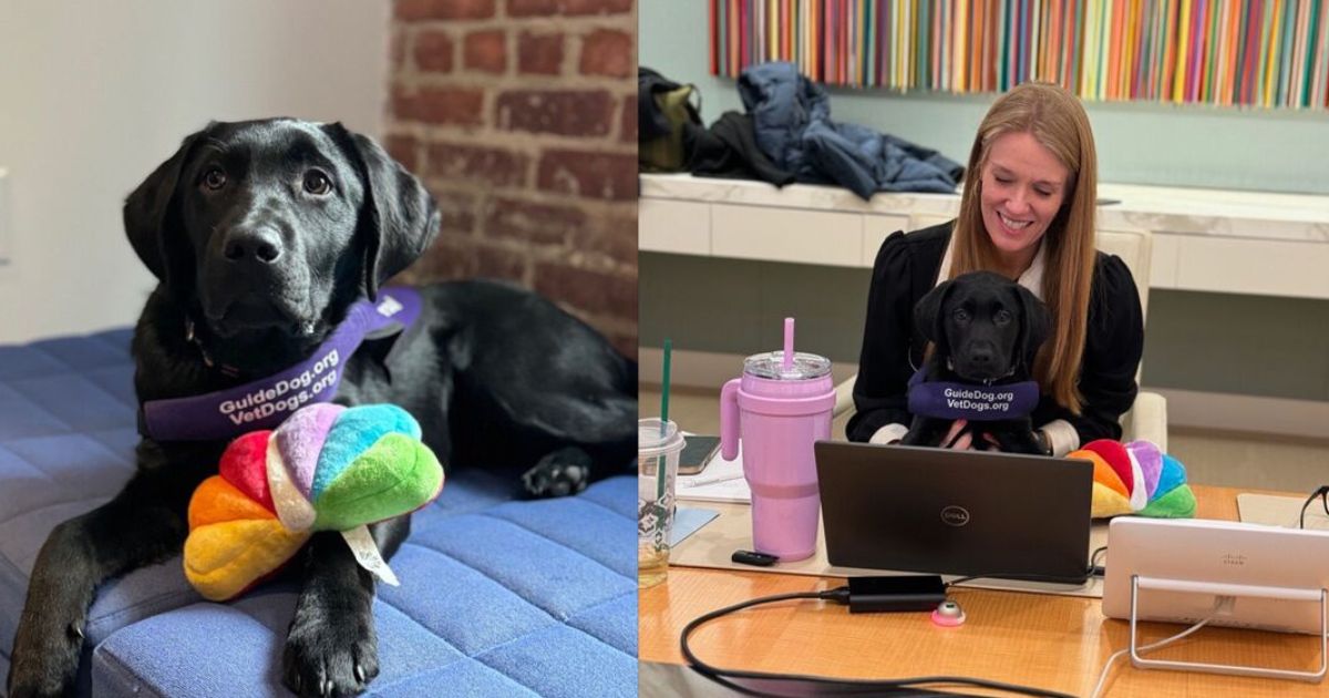 NBCUniversal Introduces Office Dog Amidst Workplace Stress