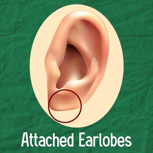 Attached Earlobes