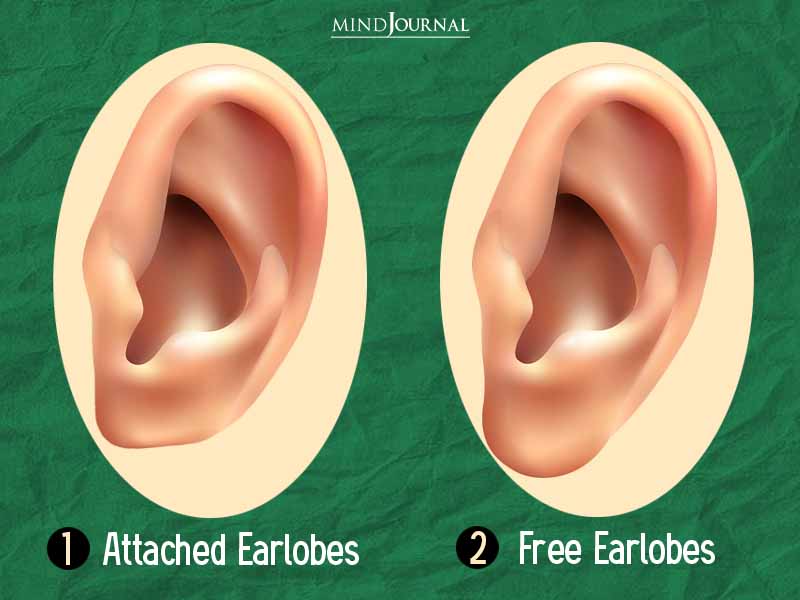 earlobe shape