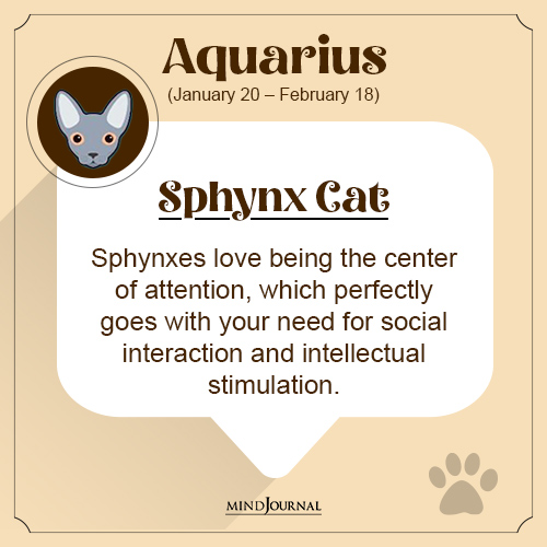 zodiac signs as cat breeds