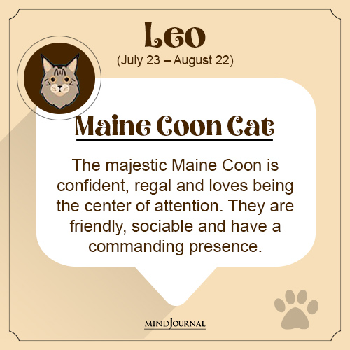 zodiac signs as cat breeds