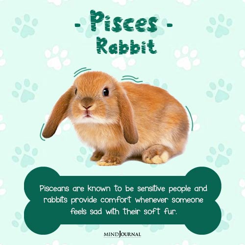 best pet for your zodiac sign