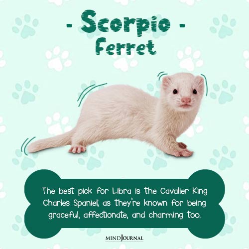 best pet for your zodiac sign