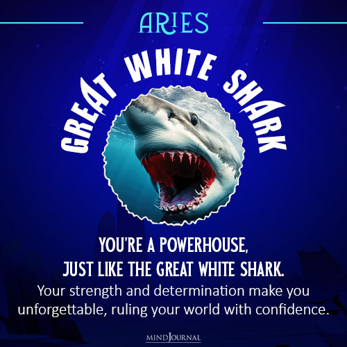 which shark are you