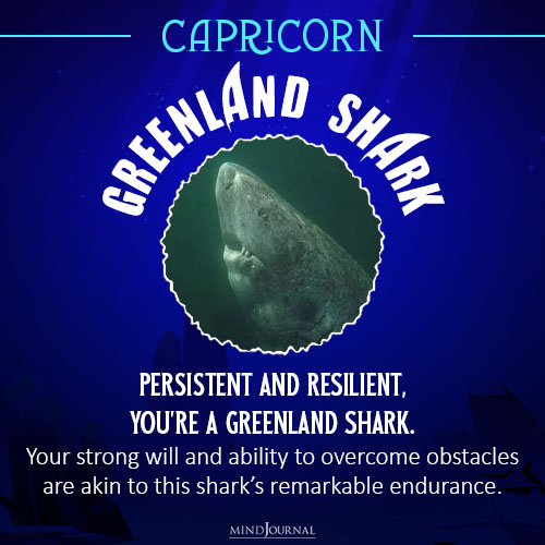 which shark are you