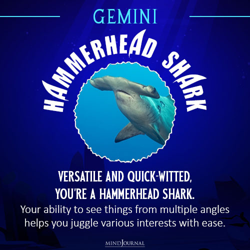 which shark are you