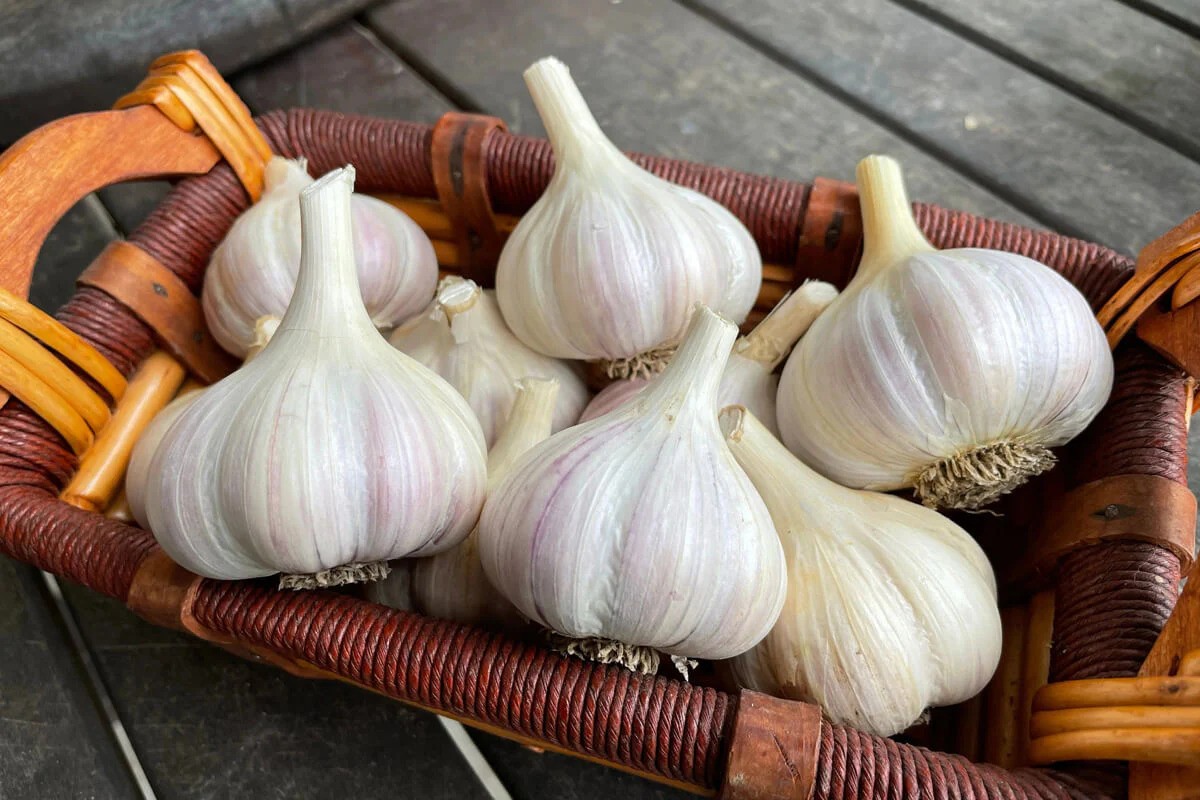 How to Identify Quality Certified Organic Garlic Bulbs