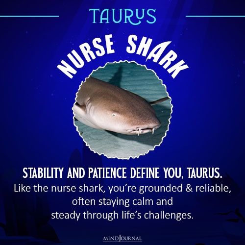 which shark are you