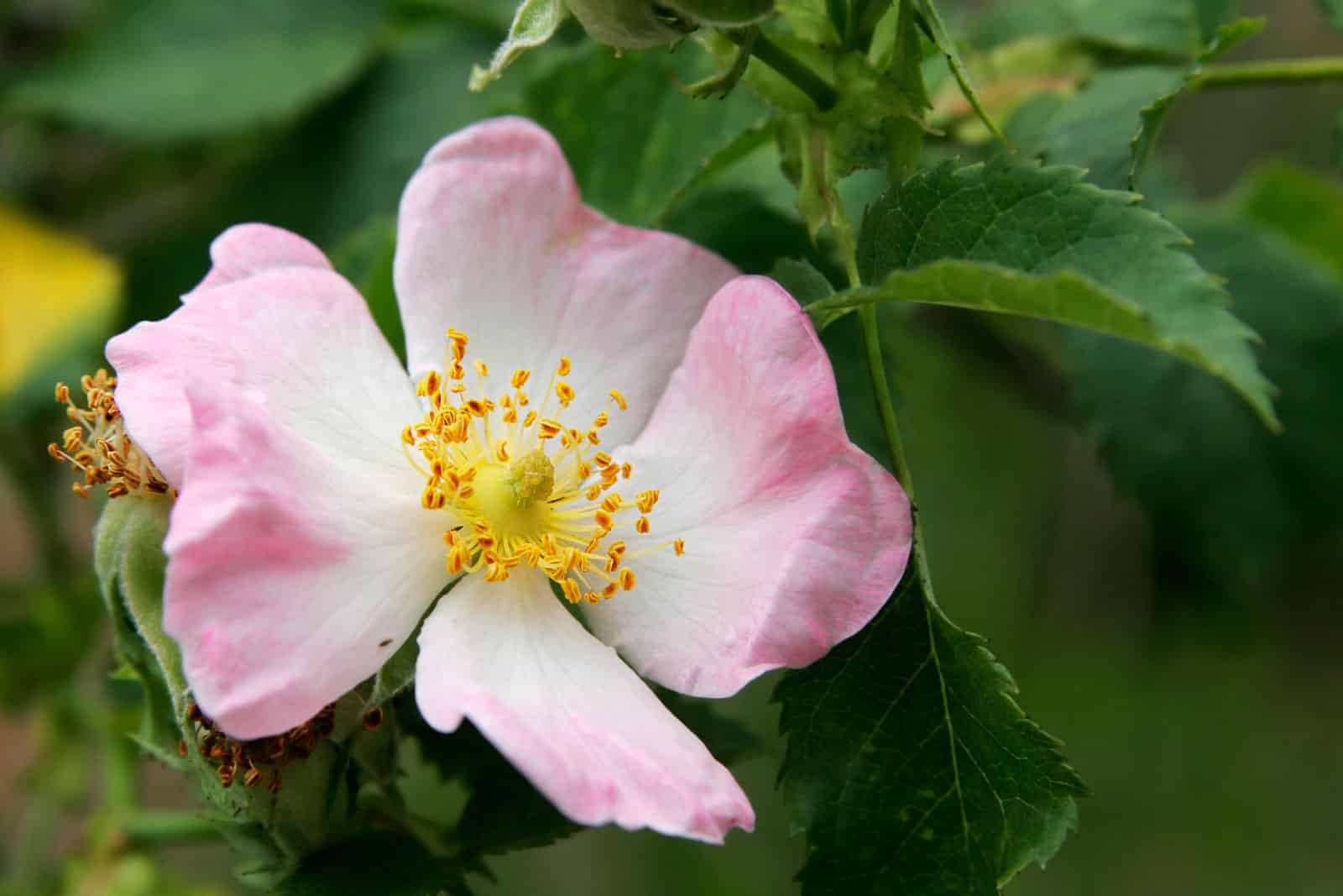 Medicinal plants used by Native Americans