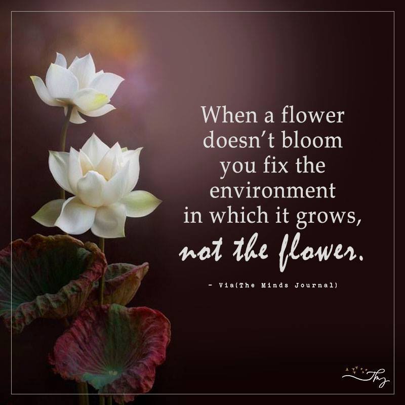 When A Flower Doesn’t Bloom