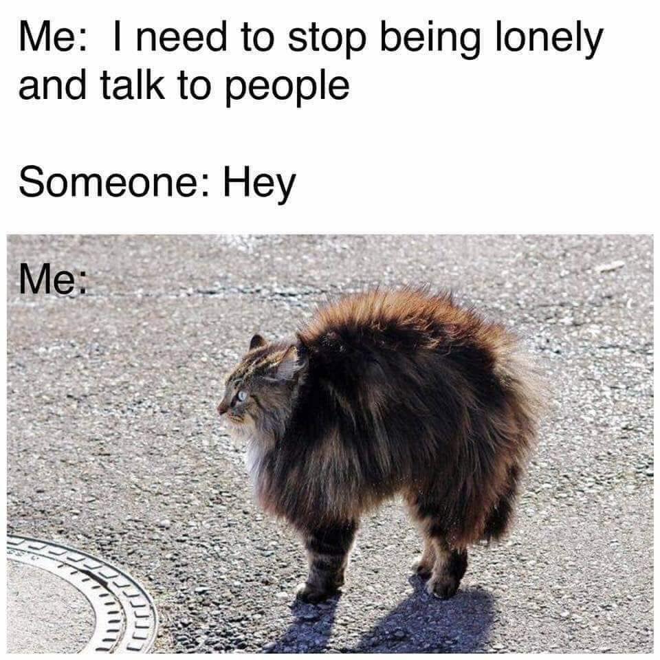 introvert memes