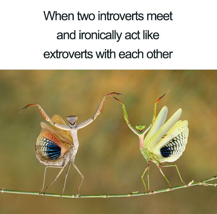 Introvert Memes