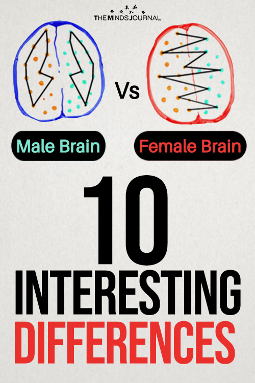 A Male Brain Vs A Female Brain pin