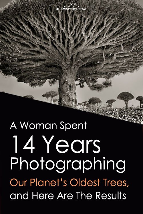 A Woman Spent 14 Years Photographing Our Planet's Oldest Trees, and Here Are The Results