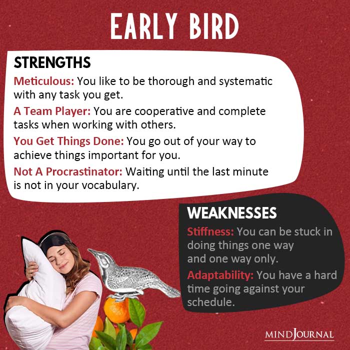 early bird or night owl