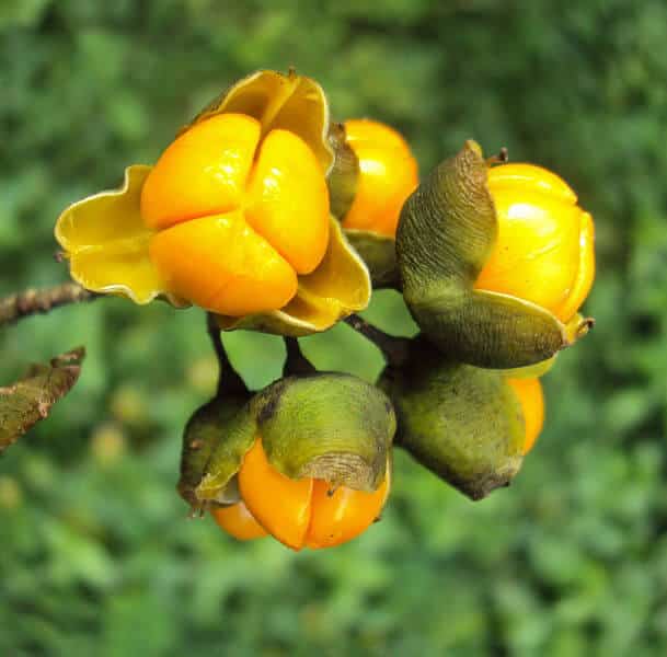 herbs for lucid dreaming