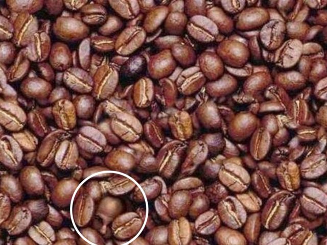 coffee bean optical illusion