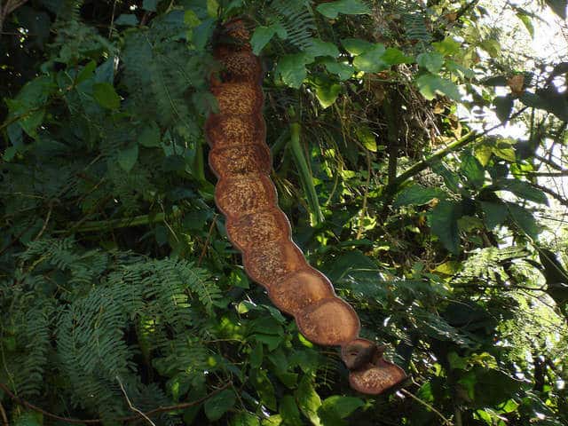 herbs for lucid dreaming