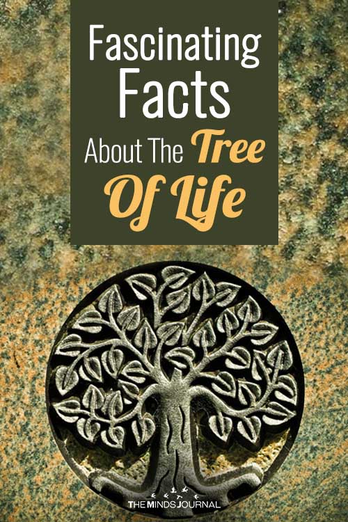 Fascinating Facts About The Tree Of Life