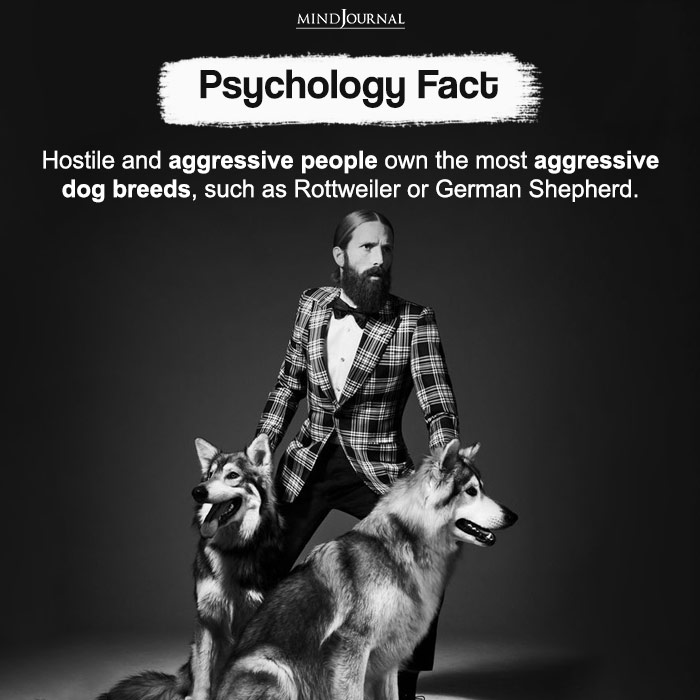 Hostile And Aggressive People Own The Most Aggressive Dog Breeds