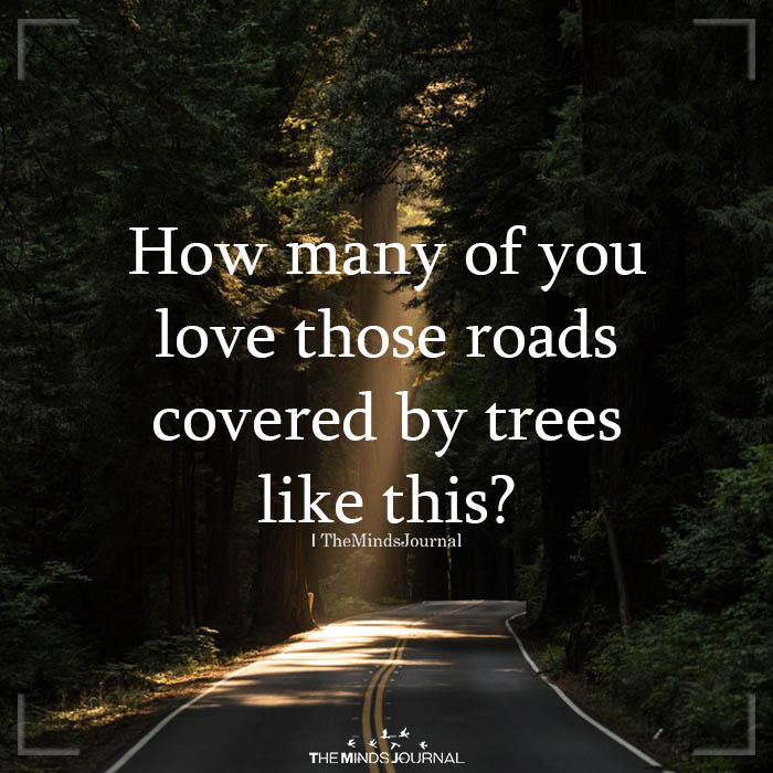 How Many Of You Love Those Roads Covered By Trees Like This