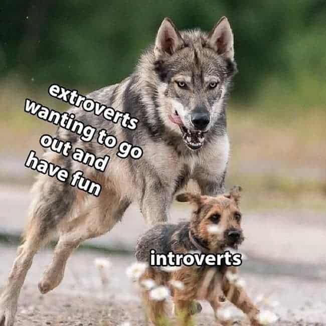 introvert vs extrovert