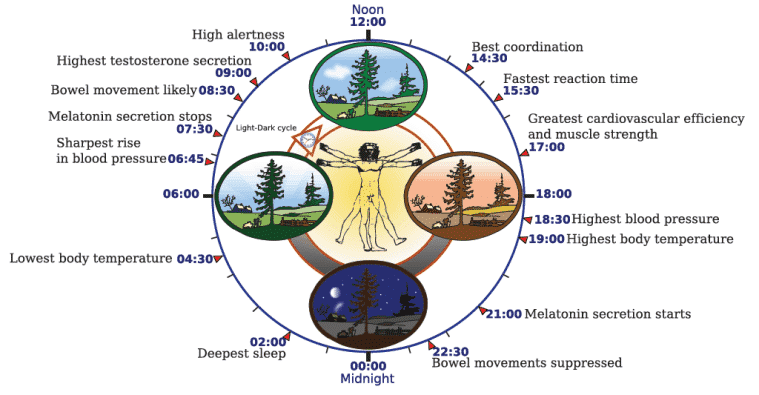 circadian rhythms