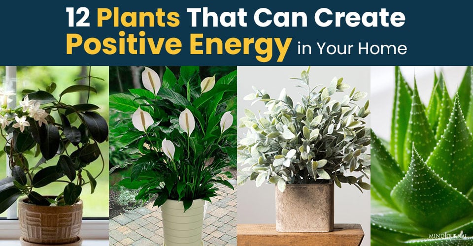 12 Plants That Can Create Positive Energy in Your Home