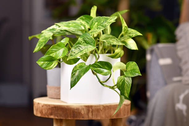 Best indoor feng shui plants - Pothos