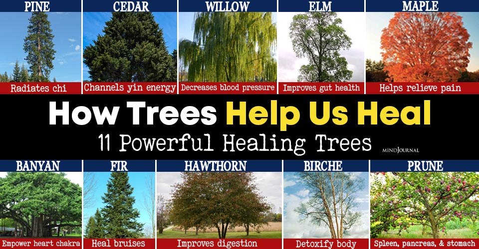 Tree Energy: Discover The Natural Healing Power Of Trees!