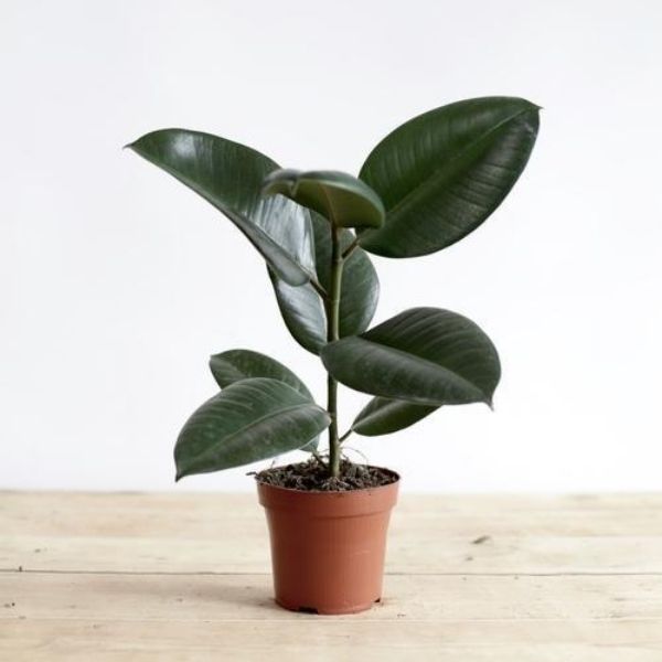 Best indoor feng shui plants - Rubber plant