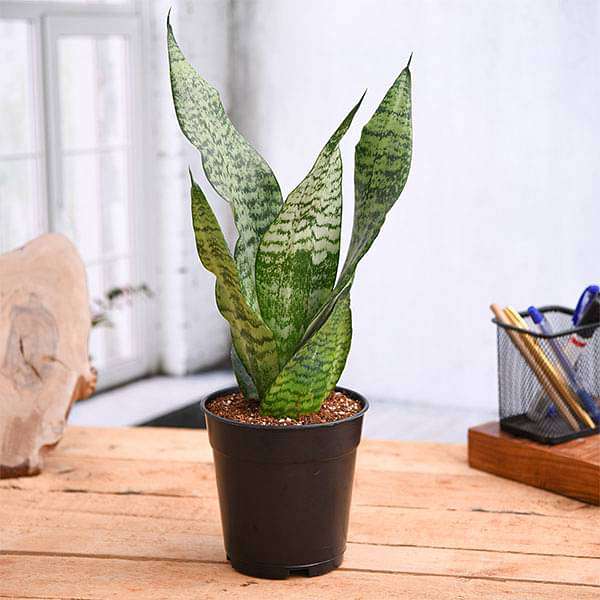 Best indoor feng shui plants - Snake plant