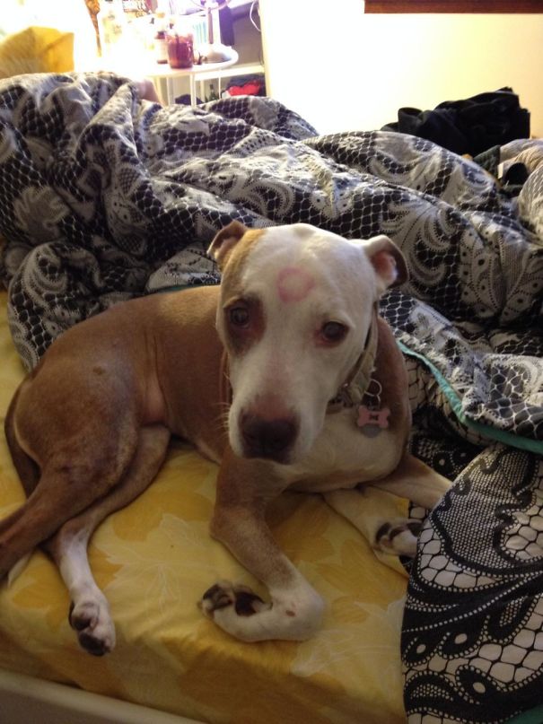 Pets Stole Owner’s Partner