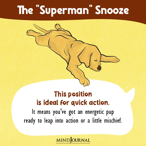 dog's sleeping position