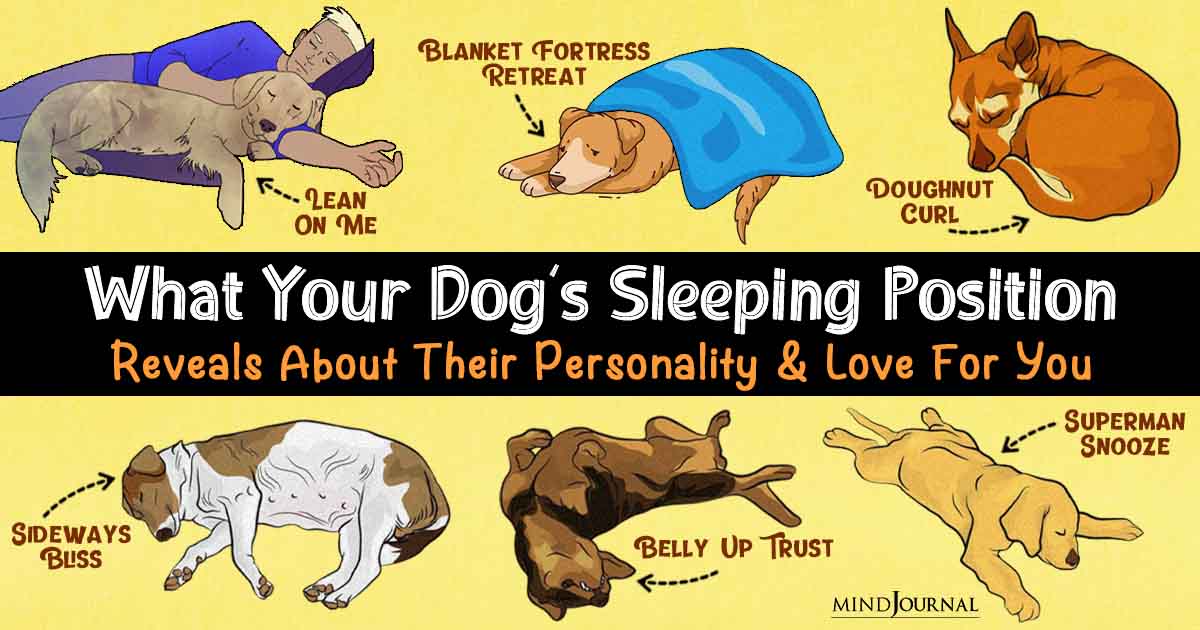 What Your Dog’s Sleeping Position Reveals About Their Personality And Love For You: QUIZ