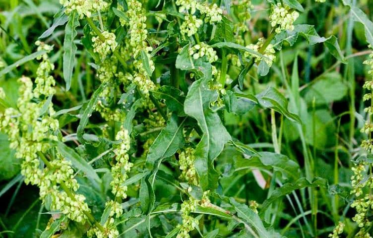 Medicinal plants used by Native Americans