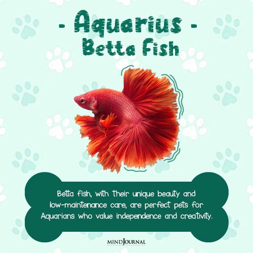 best pet for your zodiac sign