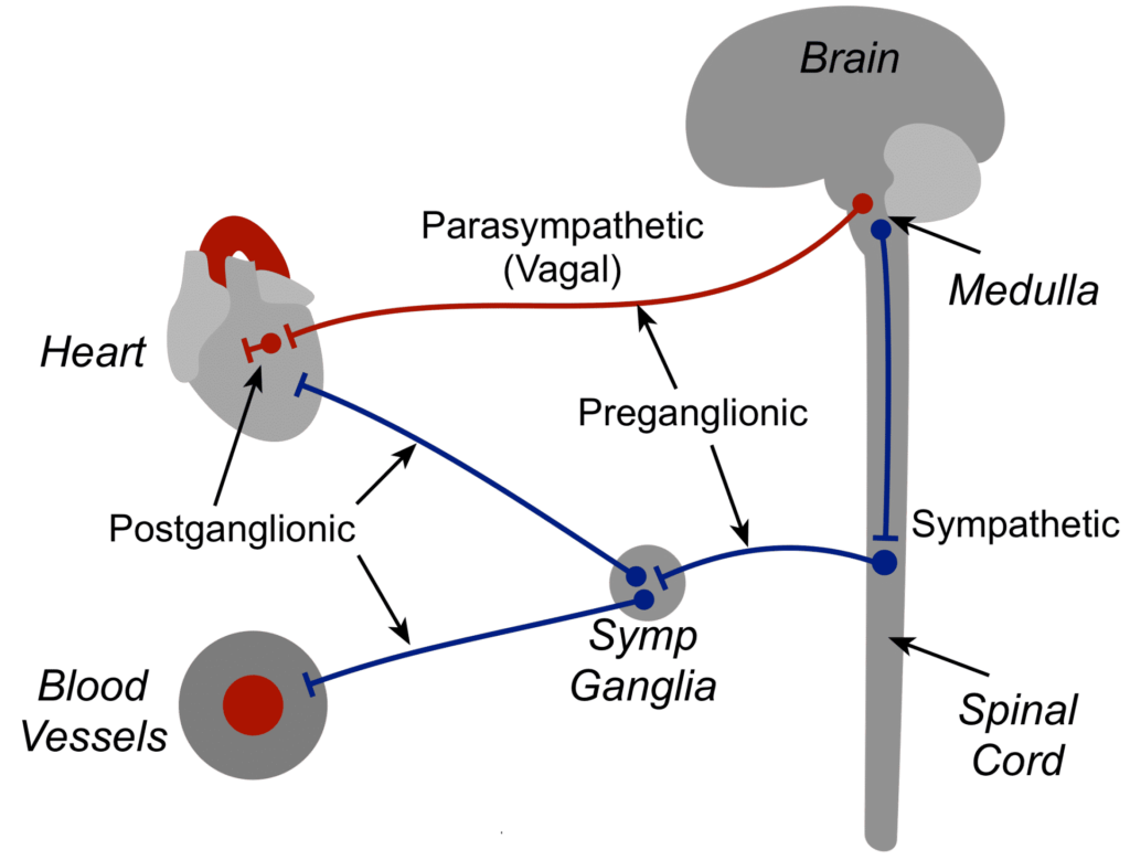 vagus nerve