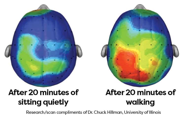 Brain is more active (red region) when walking for 20 minutes than when sitting alone.