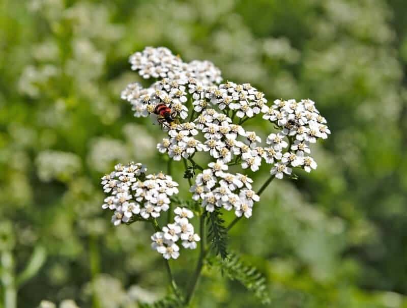 Medicinal plants used by Native Americans