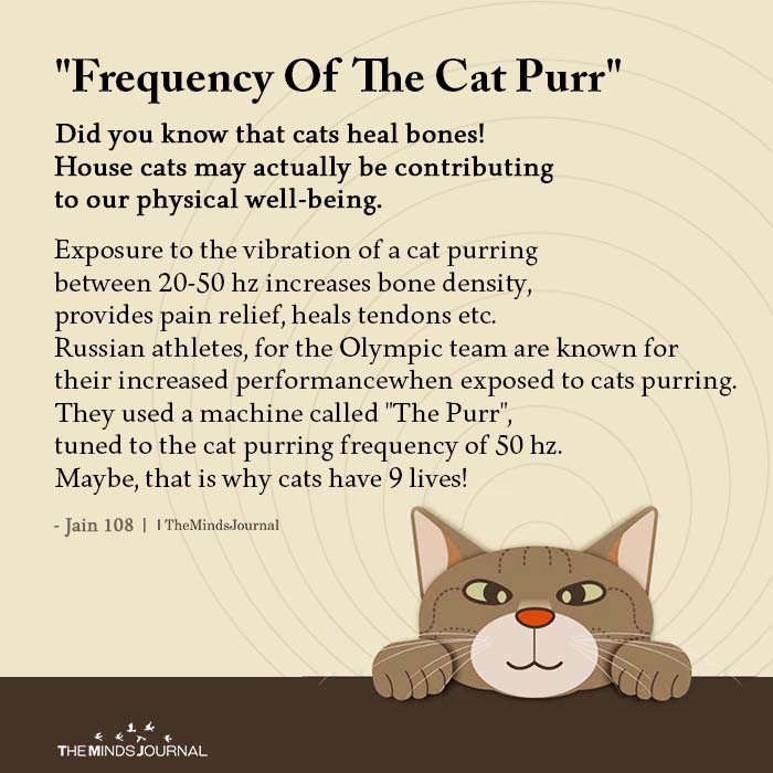 Are cats empaths Frequency of the Cat Phurr Says So