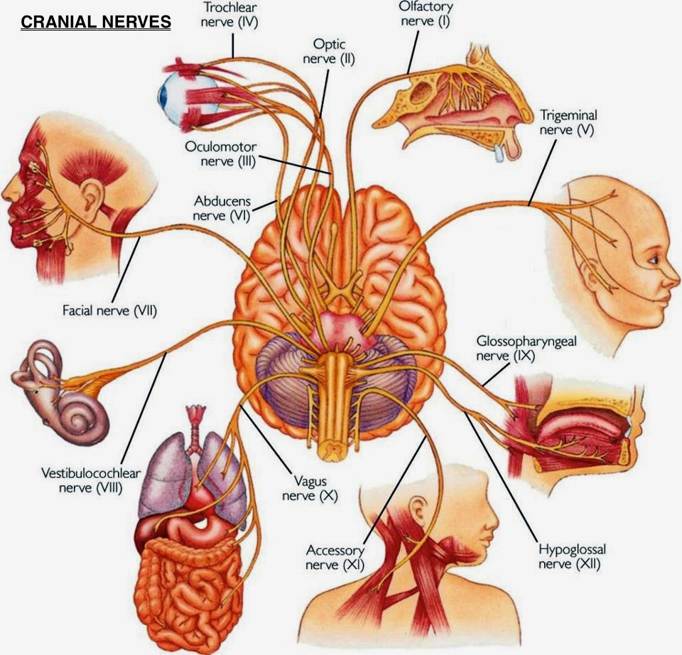 VAGUS NERVE STIMULATION