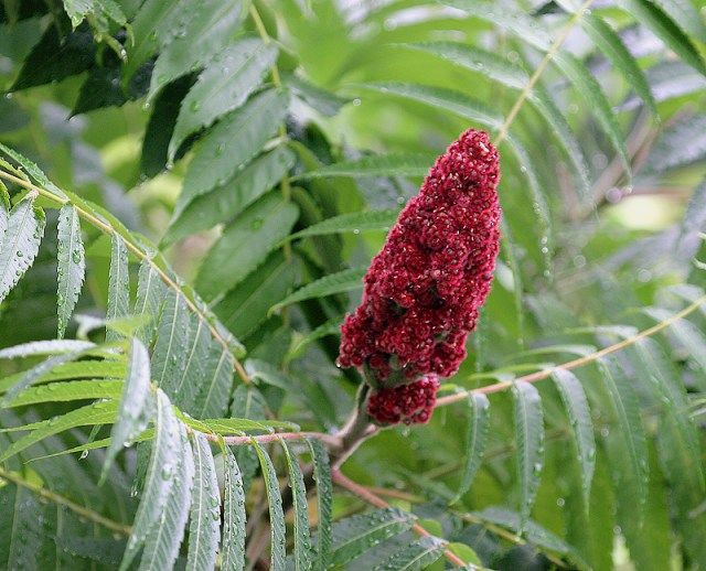 Medicinal plants used by Native Americans Qua lo ga (Sumac)