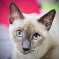 Color point Siamese Cat