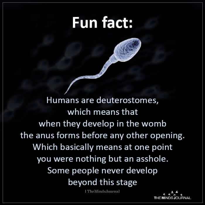 Fun Fact Humans are Deuterostomes